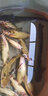 漁家傲釣黃顙魚(yú)餌料野釣昂刺魚(yú)餌專(zhuān)用黃骨魚(yú)窩料黃辣丁誘魚(yú)劑餌料添加劑 昂刺魚(yú)餌200克3包 曬單實(shí)拍圖