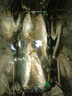 舟三公爆炸餌海竿拋竿魚餌料野釣遠(yuǎn)投水庫溪流爆炸鉤魚餌大物鯉魚草魚窩料鯽魚打窩料魚食底窩料釣魚用品 爆炸狂拉450克*3袋【超值套餐，更劃算】 曬單實拍圖