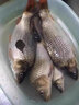 禧瑪諾（SHIMANO）高碳素路亞竿全套裝紡車(chē)輪進(jìn)口釣魚(yú)竿遠投水滴輪魚(yú)竿海竿十大品牌 1.93m 槍柄L調+左水滴輪+竿包 曬單實(shí)拍圖
