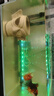 魚(yú)大咖氣泡魚(yú)缸led增氧防水燈七彩變色增艷專(zhuān)用觀賞氣泡燈潛水燈照明燈 【整套】32cm七彩款+氧氣泵 曬單實(shí)拍圖