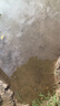 泥鰍苗鮮活喂養寵物釣魚(yú)龍魚(yú)活餌烏龜飼料泥鰍養殖淡水觀(guān)賞魚(yú)垂釣 3-5cm 200條10%路損 曬單實(shí)拍圖