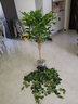 幸福樹客廳大型盆栽平安樹辦公室綠植客廳大盆栽高級花卉植物大型 不含盆 1.1-1.2米獨桿幸福樹(黑白螺紋盆 曬單實拍圖