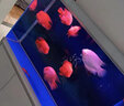 大拇指血鸚鵡魚專用飼料觀賞魚食增紅羅漢地圖魚發(fā)財(cái)魚糧 ≥46蛋白/起頭增紅/1KG(桶裝中粒) 曬單實(shí)拍圖