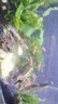 西游水族魚缸水族箱超白玻璃客廳小型迷你桌面免換水家用小金魚缸生態(tài)造景 長(zhǎng)35*寬20*高22-茂木款造景全套 曬單實(shí)拍圖