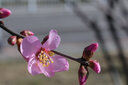 巖石星 85mm F2.8全畫(huà)幅移軸微距鏡頭  微單鏡頭  微單相機(jī)卡口 手動(dòng)對(duì)焦 移軸微距手動(dòng)鏡頭 佳能RF卡口 曬單實(shí)拍圖