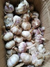 文枝河南大蒜9斤新干蒜紫皮大蒜臘八蒜2024年新干蒜大蒜批發(fā) 9斤 大蒜特大果 曬單實拍圖
