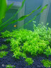 柏卡樂(lè ) 硝化細菌魚(yú)缸凈水劑硝化菌消化細菌養魚(yú)用品綜合康復劑 超級硝化細菌大瓶500ML 高效培菌 曬單實(shí)拍圖