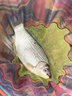 漁之源浮漂多水域高靈敏納米魚(yú)漂流線(xiàn)型加粗尾鯽魚(yú)鯉魚(yú)草魚(yú)野釣黑坑 ZA-3吃鉛約1.9【輕口鯽魚(yú) 】 曬單實(shí)拍圖