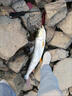 達(dá)億瓦（DAIWA）進(jìn)口達(dá)億瓦紡車輪錨魚(yú)輪12000全金屬漁輪超大遠(yuǎn)投10000錨桿船釣輪 5000型號(hào)如同10000大 曬單實(shí)拍圖