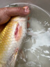 备能 日本黄粉鱼药烂尾烂肉鱼用白点净水霉病头洞鱼缸专用杀菌药剂50g 实拍图