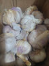 舞荷果大蒜大蒜批發(fā)價(jià)農(nóng)家大蒜頭臘八蒜 1500g 曬單實(shí)拍圖