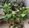 果樹(shù)苗 香水檸檬樹(shù)苗南方北方種植檸檬苗盆栽地載水果苗子當年結果 青皮紅肉檸檬 5年大苗當年結果 曬單實(shí)拍圖