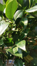 亦運(yùn)林篆香妃烈香山茶花盆栽濃香型室內(nèi)陽臺(tái)庭院四季常青綠植花卉耐寒植物 4年高約50公分帶花苞 曬單實(shí)拍圖