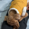 嬉皮狗（hipidog）狗狗衣服新年春節加絨保暖可牽引馬甲中小型犬比熊寵物貓咪喜慶服 黃色 XL（建議體重11-15斤） 曬單實(shí)拍圖