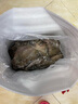 鼓眼魚青島高眼魚偏口魚鮮活比目魚豆鼓魚冷凍牙片魚生鮮批發(fā)順豐 2000g 一斤五到七條 曬單實拍圖