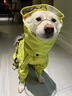 MOEPIE狗狗雨衣中大型犬邊牧金毛柴犬四腳防水全包新款連帽沖鋒衣 綠色（帶帽款可拆卸） 2XL（推薦34-40斤狗狗） 曬單實(shí)拍圖