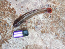 護(hù)王重力感應(yīng)電子漂魚漂高靈敏咬鉤爆閃變色夜光漂咬鉤變色浮漂日夜兩用浮漂夜釣漂鯽魚漂醒目鯉魚大物夜光漂 BQ-11 中大型魚漂 吃鉛3.50克 單支裝一目燈珠尾（加厚防爆PVA管裝） 曬單實(shí)拍圖
