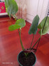 傾顏原盆原土小龜背竹盆栽 室內客廳辦公室大型植物盆景 觀(guān)葉綠植花卉苗 (3課)30到40厘米高 +加侖盆 曬單實(shí)拍圖