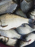 丸美享釣 無形魚線強勁拉力釣魚線斑點線黑坑競技尼龍線隱形柔軟釣線漁線 主線1.5 曬單實拍圖