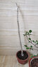 【2株裝 開(kāi)花多】長(cháng)穗豐花紫藤花苗爬藤植物藤蔓紫藤花樹(shù)苗蘿老樁盆栽四季開(kāi)花庭院 金藤5年苗(2株裝) 不含盆 曬單實(shí)拍圖