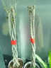 歐芽大型植物發(fā)財(cái)樹綠發(fā)財(cái)樹開業(yè)喬遷送禮盆景客廳花卉辦公室大型盆栽 辮子發(fā)財(cái)樹【1.7-1.8米】+福字盆+彩帶 含盆 曬單實(shí)拍圖