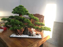 法萊居定制仿真迎客松樓梯下餐廳門(mén)口景觀(guān)造景酒店大型假松樹(shù)軟裝飾擺件 M138羅漢松李白(A款) 曬單實(shí)拍圖