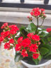 錦楓長(cháng)壽花盆栽重瓣花大花帶花苞花卉植物室內花四季開(kāi)花好養活 中國紅（帶花苞） 含盆 曬單實(shí)拍圖