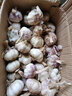 文枝河南大蒜9斤新干蒜紫皮大蒜臘八蒜2024年新干蒜大蒜批發(fā) 9斤 大蒜特大果 曬單實拍圖