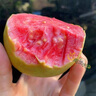 南步福建紅心芭樂【順豐速發(fā)】白番石榴5斤軟糯奶油石榴新鮮巴樂水果 紅白芭樂 5斤 曬單實拍圖