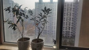 姬緣希脆皮金桔樹(shù)苗帶果發(fā)貨蜜糖金桔苗可食用橘子樹(shù)苗室內年宵水果盆栽 六年金桔壯苗盆栽（帶果多） 曬單實(shí)拍圖