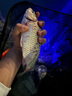 垂弦（ChuiXian） 釣魚(yú)燈支架夜釣燈大三腳架/角架相機支架漁具垂釣配件 曬單實(shí)拍圖