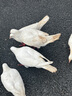 海藍雞鮮生海南文昌雞 農(nóng)家散養(yǎng)140天土雞椰子雞火鍋生鮮雞肉 無抗地標(biāo)食品 2只2.4kg 曬單實拍圖