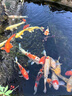 全福鯉戶外錦鯉魚池過濾器大型水循環(huán)凈化系統(tǒng)304不銹鋼魚池過濾設(shè)備 XMQ-2 曬單實拍圖