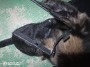 聚創(chuàng)麒 德牧立耳狼青杜賓立耳器矯正耳貼寵物狗耳朵立耳器邊牧狗狗立耳 【普通款】 中號[五個月大幼] 曬單實拍圖