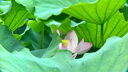 PICKOGEN 無(wú)畸變300mm手機(jī)長(zhǎng)焦鏡頭高倍望遠(yuǎn)鏡專業(yè)拍攝高清觀鳥(niǎo)神器月亮人像虛化特寫適用蘋果 【配蘋果14ProMax鏡頭殼】300mm長(zhǎng)焦鏡頭 曬單實(shí)拍圖