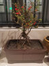 宜興紫砂花盆大號馬槽盆景盆假山造景盆小葉紫檀松柏客廳高檔花盆 【馬槽A款  紫泥】 【大號  請一定注意尺寸】 曬單實(shí)拍圖