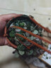 吊竹梅 紫羅蘭吊蘭 紅葉幸運(yùn)草 愛(ài)之蔓 龜背竹 辦公室陽(yáng)臺(tái)客廳盆栽綠植不含盆 愛(ài)之蔓5株 不含盆 曬單實(shí)拍圖