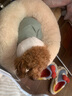 阿莫爾可愛寵物狗狗衣服泰迪小型犬加厚秋冬裝四腳加絨貓咪衣服棉衣服飾 大眼睛（藍色） M 建議5-8斤 曬單實拍圖