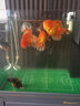 JBL過(guò)濾棉手撕羊絨棉魚(yú)缸專(zhuān)用過(guò)濾材料養魚(yú)空氣超濾棉白棉加厚生化棉 250g白棉 曬單實(shí)拍圖