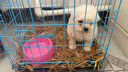 本秋比熊犬比熊幼犬 純種白色寵物狗狗活體活物小型犬幼崽比熊犬 飛耳 寵物級 公 曬單實(shí)拍圖