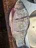 速聚達蟬蛹粉釣魚(yú)餌料腥味添加劑鯽魚(yú)鯉魚(yú)草魚(yú)鳊魚(yú)羅非魚(yú)餌料 蠶蛹粉 500克 曬單實(shí)拍圖