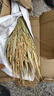 素樹(shù)家居 高枝天然稻穗干花水稻裝飾稻谷稻子干花家居裝飾擺件店鋪擺設拍攝道具 稻穗一束(約100支 曬單實(shí)拍圖
