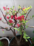 花e流長(cháng)壽冠海棠盆栽盆景梅花樹(shù)樁重瓣紅花海棠花紅梅樹(shù)苗耐寒植物 6年長(cháng)壽海棠 曬單實(shí)拍圖