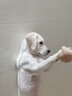 SLPC狗狗胸背帶牽引繩大型犬狗繩背帶金毛拉布拉多柯基法斗遛狗繩子 黑色 XL(建議狗狗體重10-15斤) 曬單實(shí)拍圖