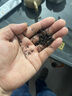 貴州都勻紅茶清塘茶葉100g/罐 包裝隨機發(fā)明前新茶正宗野茶濃香型 100g*2罐 曬單實拍圖