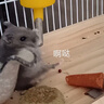 寵尚天倉鼠磨牙棒零食糧食胡蘿卜餅干金絲熊兔子造景用品小玩具 迷你胡蘿卜棒（3個裝） 曬單實拍圖