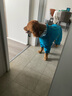 SLPC狗狗雨衣大型犬四腳全包金毛雨衣帶帽子尾罩防水中型寵物雨衣 湖藍色 10XL（適合約65-75斤） 曬單實拍圖