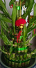 聽(tīng)雪樓節節高富貴竹塔水培室內植物盆栽竹子轉運開(kāi)運竹發(fā)財富貴竹寶塔竹  8層竹塔+吉祥紅福盆+燈籠 曬單實(shí)拍圖