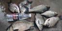 光威（GW）竹山系列魚(yú)竿臺釣竿輕細硬碳素釣魚(yú)竿手竿37/28調鯽魚(yú)/鯉魚(yú)綜合桿 4.5m 竹山鯽+竿稍+換把（無(wú)禮包） 曬單實(shí)拍圖