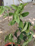 中夢(mèng)桂花樹(shù)苗 桂花樹(shù)苗盆栽客廳庭院盆景室內外綠植花卉 日香桂  實(shí)生苗 曬單實(shí)拍圖
